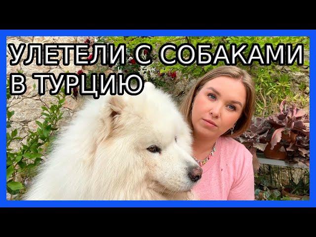 ПЕРЕЕЗД С СОБАКАМИ В ТУРЦИЮ I Нюансы авиаперелета