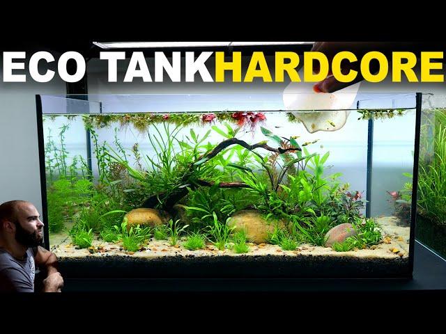 The Ecosystem Tank: HARDCORE MODE (Walstad Method, No Filter, Low Tech, Dirt, Aquascape Tutorial)