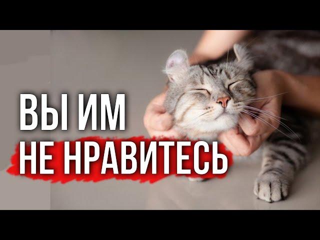 Язык тела кошек:  5 признаков того, что кошка вас недолюбливает