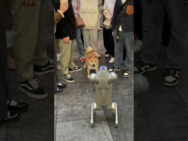 Dogs, can't we make friends? # Robot Dog#Dog#Mechanical Dog#Shiba Inu