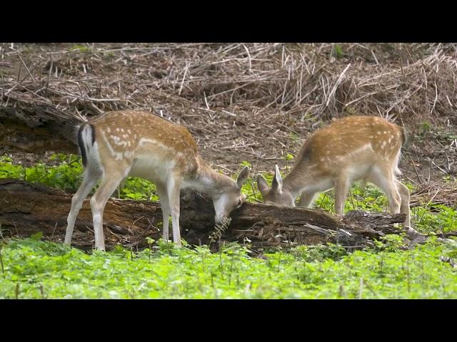 Sony FX30 - 400mm lens + Clear Image Zoom - Deer