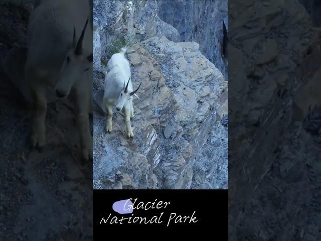 cliff jumping, mountain goats, #funnyvideo #funnygoats #goats #funny animal