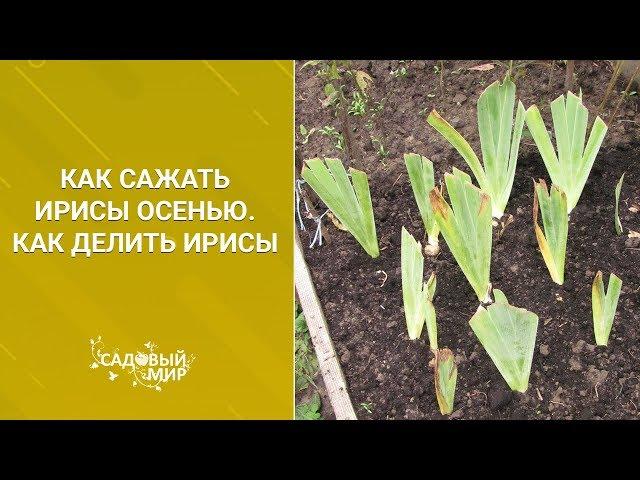 Как сажать ирисы осенью