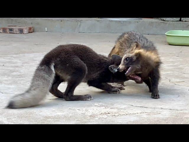 Here’s an adorable little family made up of a fox , a puppy , and a bear .