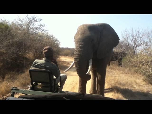 Elephant close encounter: Toro Yaka Bush Lodge South Africa