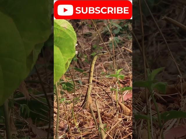 !! look Snake is spying on his prey !! #new #viral #wildlife #animals #youtubeshorts