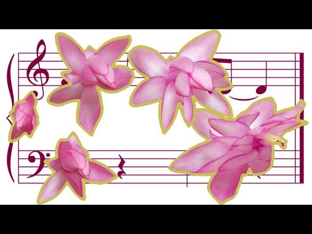 Christmas Cactus Flower Dance Time lapse