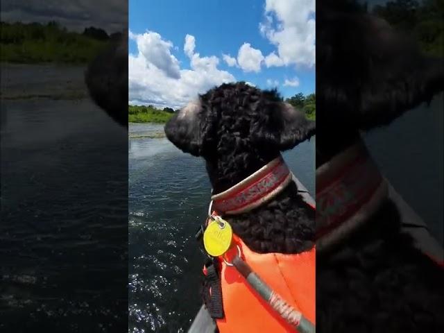 Jella auf der alten Spree