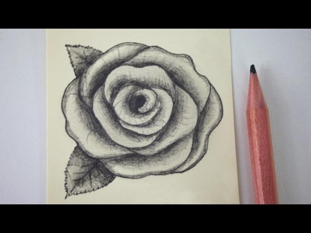 How to draw a rose - free art lesson