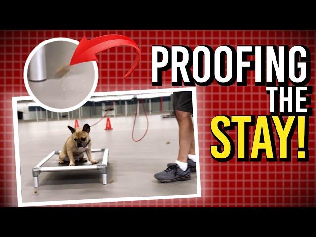 Training Your Dog Around Distractions Made Easy!