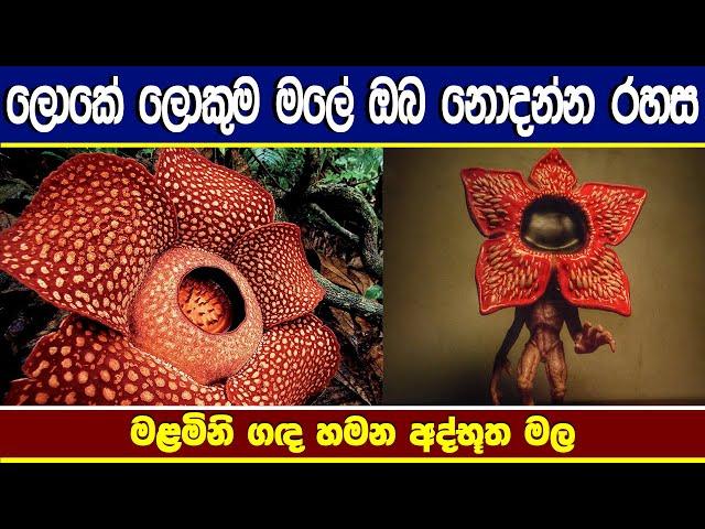 ලොව විශාලම මල | Biggest flower in the world | Rafflesia Arnoldii