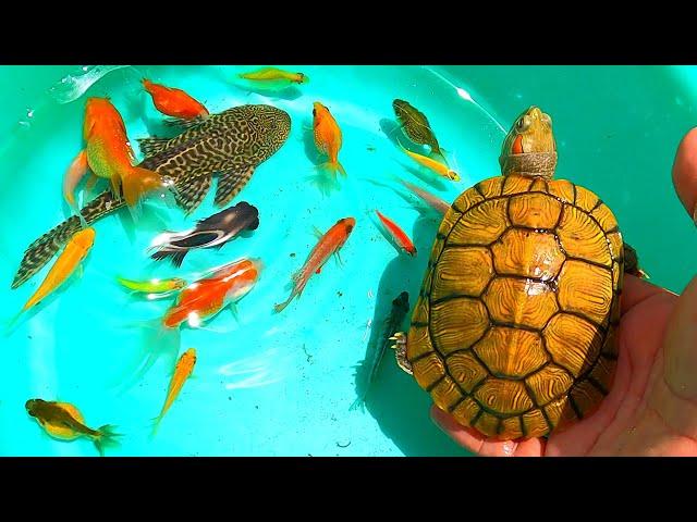 TOP Videos-Find cute balloon smallfish, goldfifh, molly, koi, angel, betta, tigerbarb, oranda, angel