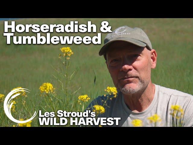 WILD HARVEST | HORSERADISH & TUMBLEWEED| LES STROUD | PAUL ROGALSKI