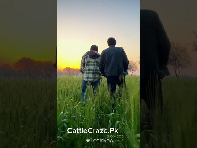 #cattlecrazepk