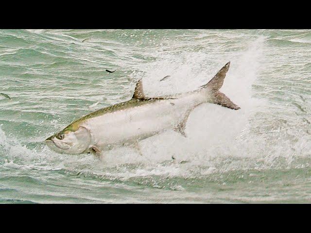 Incredible Footage of the Florida Mullet Migration 2