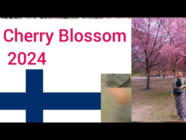 CHERRY BLOSSOM| HELSINKI 2024 #finlandimmigration #cherryvlogs #helsinki #finland