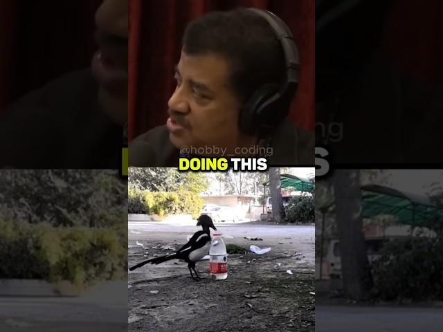 Birds are Evolving FAST  w/ Neil Degrasse Tyson #shorts