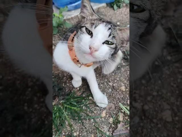 cute Meming #shortvideo #cat