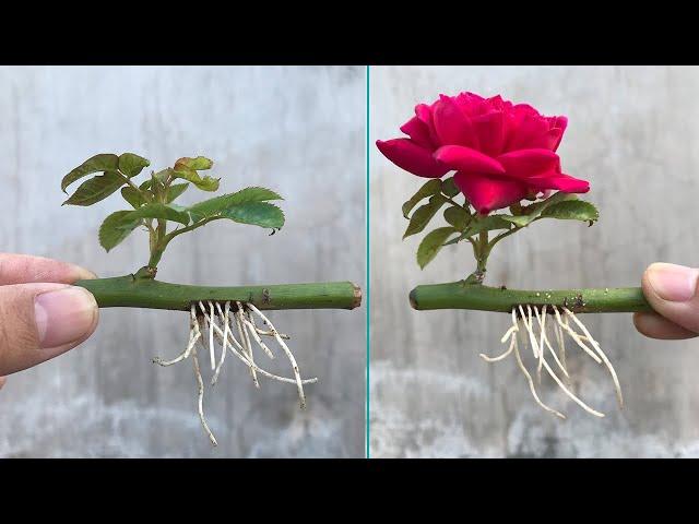 how to propagate roses in water fast rooting│breeding rosa