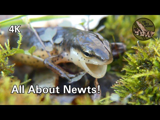 Newts Are THE Weirdest Salamanders (But Still 100% Adorable!)
