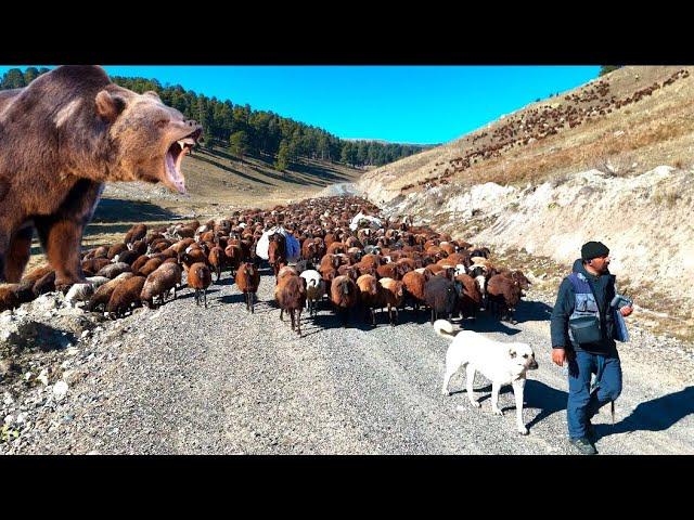 BEARS' FIGHT WITH DOGS IN SARIKAMIŞ KIZILÇUBUK VALLEY