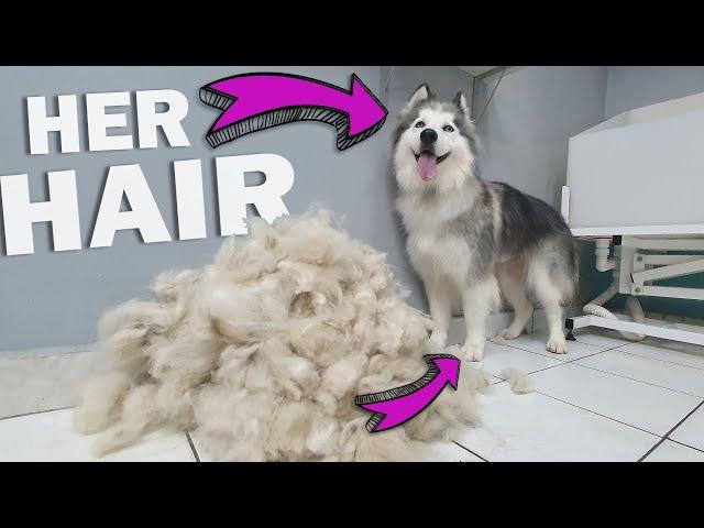 HUGE UNDERCOAT REMOVAL - Neglected Husky Grooming