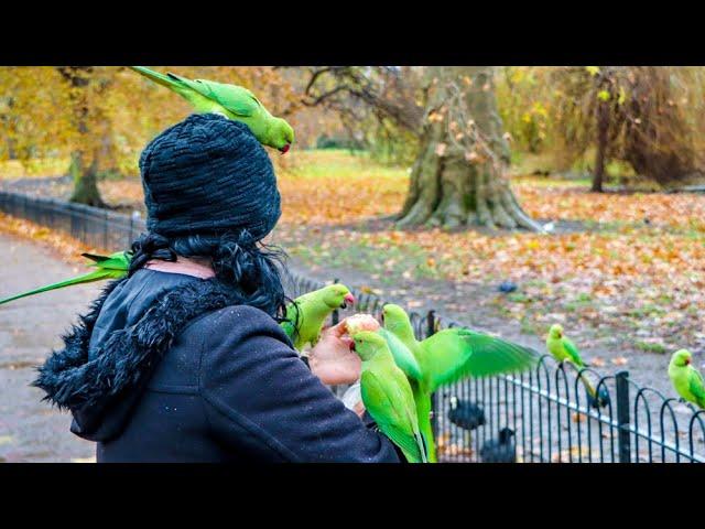 A Look At St. James's Park, London