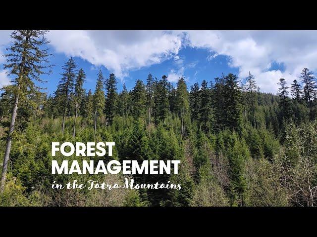 Forest Management in the Tatra Mountains