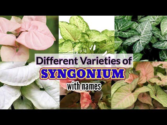 Syngonium Varieties /my syngonium with names