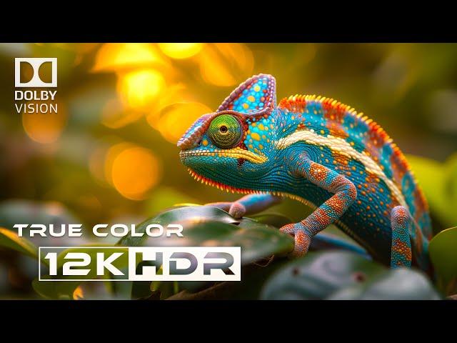 Real 12k HDR Dolby Vision