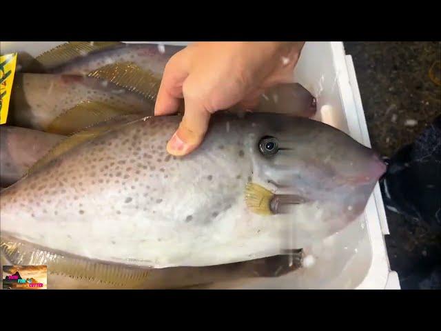 Horse Noodle Fish Cutting skills | Awesome Flounder Fish Cutting Process | Bong Fish Cutter