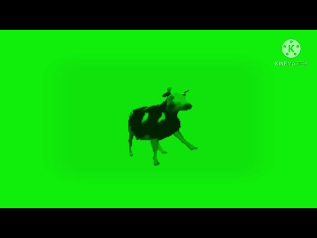 Polish cow behind a green screen