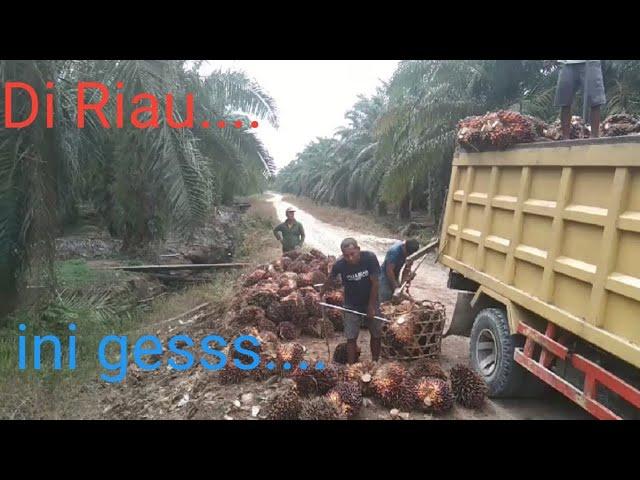 Muat sawit Riau !!! Buah sawit lagi trek tapi buah besar - besar...