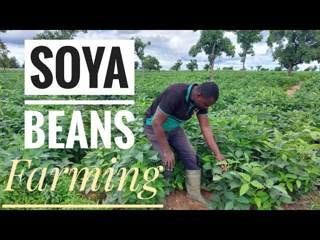 How To Start A Successful SOYA BEANS Farm As A Beginner In Ghana | Frenat Farms