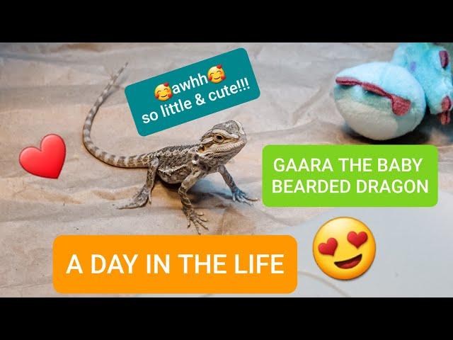 A Day in the Life of a Baby Bearded Dragon