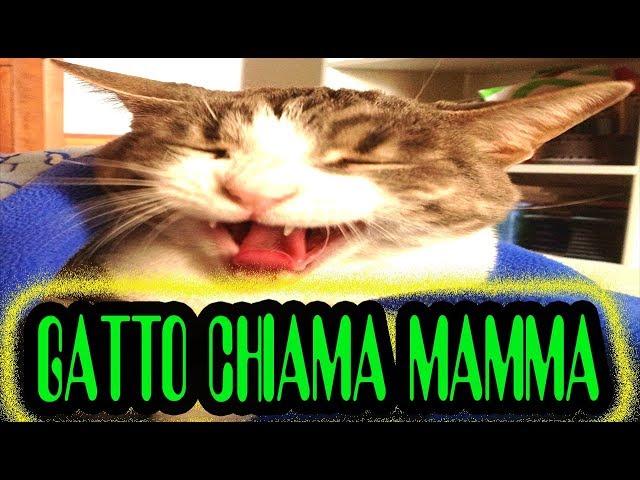 GATTO CHIAMA MAMMA