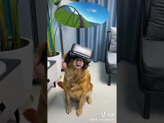 When a dog takes a virtual roller coaster~