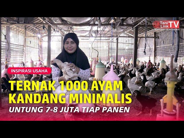 Untung Rugi Ternak Ayam Joper Kandang Minimalis, Dari DOC Sampai Siap Panen