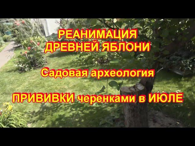 Реанимация древней яблони. Садовая археология. Прививки в спил черенками в июле