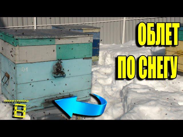 ВЕСЕННИЙ ОБЛЕТ ПЧЕЛ ПО СНЕГУ 40 СМ С ПОМОЩЬЮ ПОДКОРМКИ В ПАКЕТАХ. ПЧЕЛОВОДСТВО ДЛЯ НАЧИНАЮЩИХ