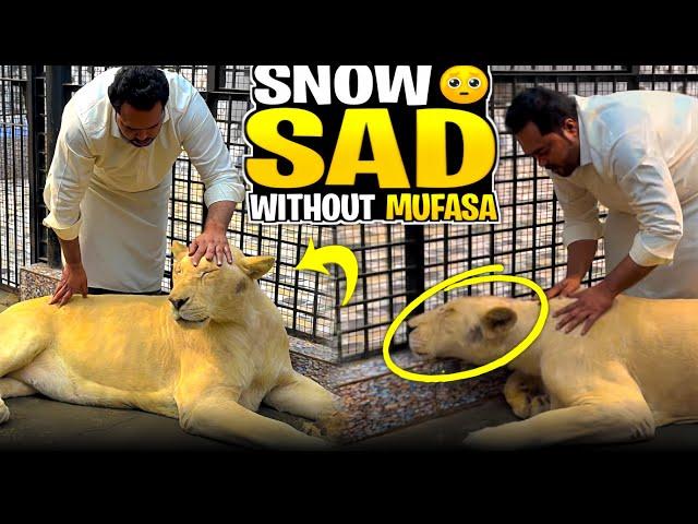 Snow bohat udas ho gai mufasa kay janay kay bad 