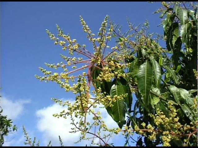 Mango Full Flowering Panicle