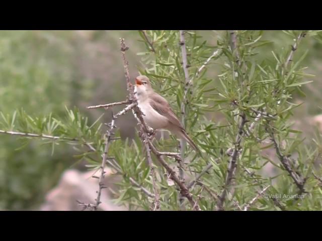 Upcher's Warbler - Hippolais languida, Armenia