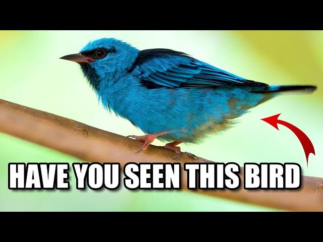 Dacnis Facts: Do YOU Know the DACNIS?!  Animal Fact Files