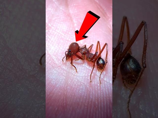 How did this soldier ant die?