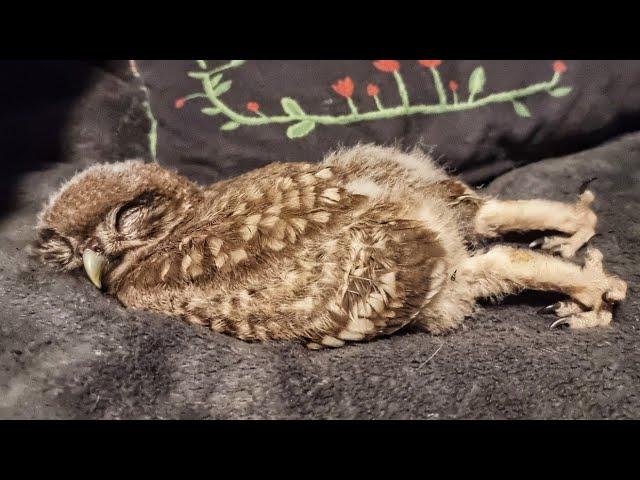 The cutest video of the season? The Little owl sleeps on the belly, stretching out its legs