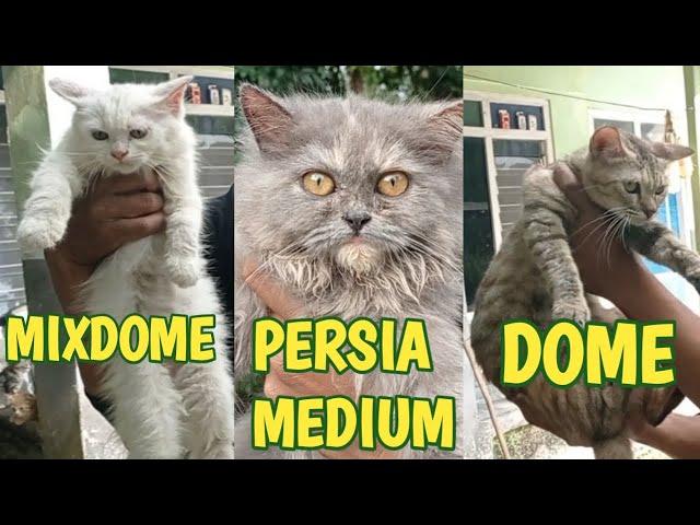 PERBEDAAN KUCING MIXDOME PERSIA MEDIUM & DOME VERSI MIU MEOW