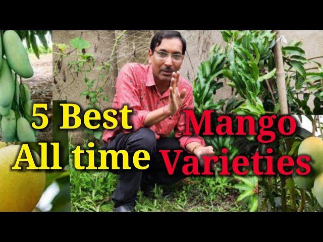 5 Best All time Mango Varieties, You can harvest fruits round the year.