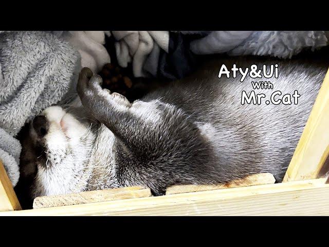 The Larval Otter [Otter life Day 690]