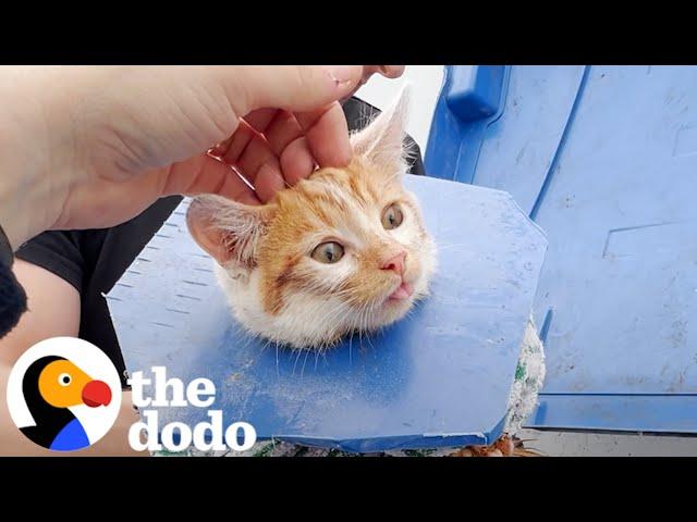 Crying Kitten Was Stuck In A Dumpster | The Dodo